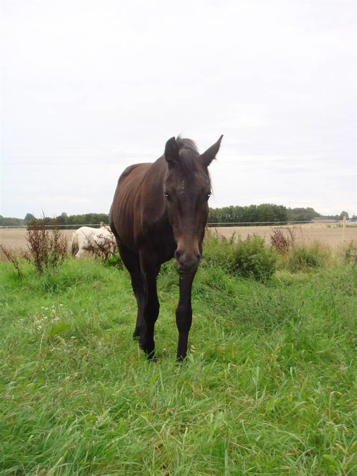 Dansk Varmblod Bugges Casino-Royal R.I.P billede 13