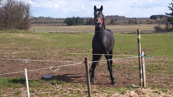 Dansk Varmblod Bugges Casino-Royal R.I.P - Maj 2010 Den lille dreng er ved og blive en STOR mand... :o) billede 14