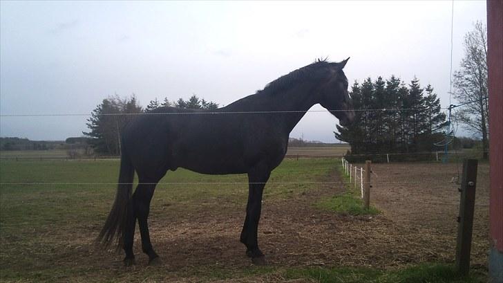 Dansk Varmblod Bugges Casino-Royal R.I.P - Maj 2010 billede 15