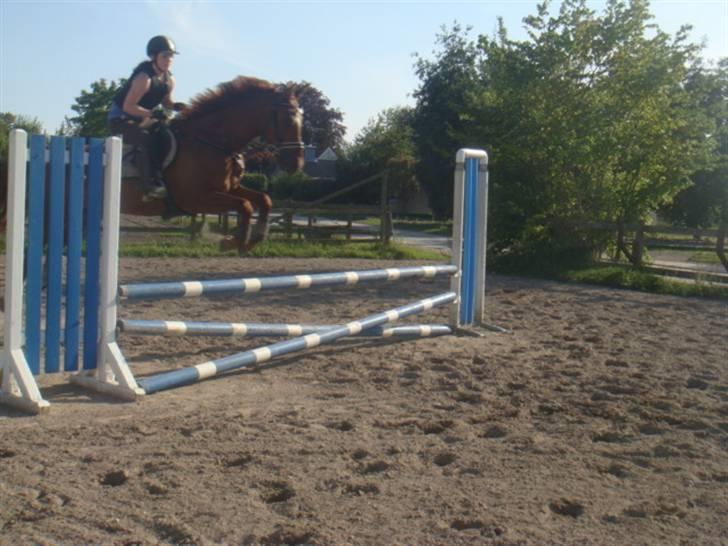 Hannoveraner noi  - foto: cillo billede 14