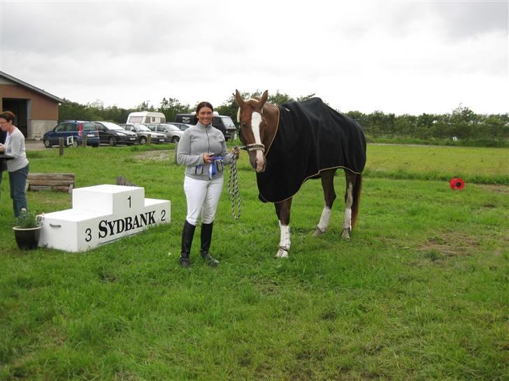 Hollandsk Varmblod Zunita billede 13