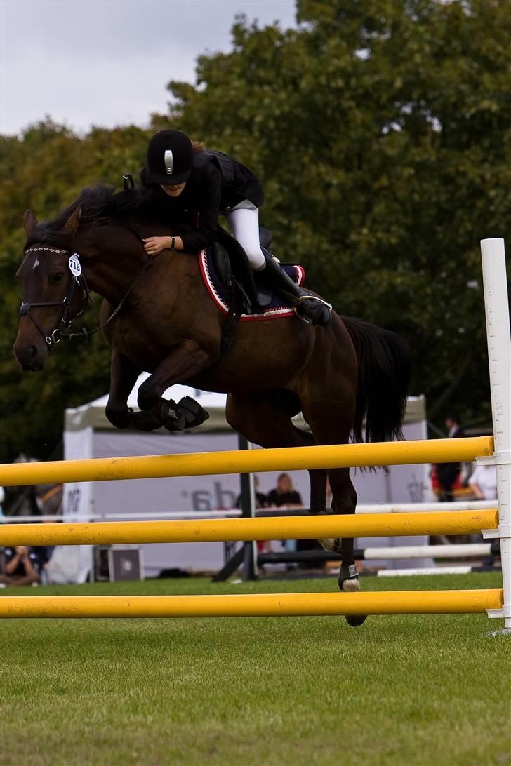 Anden særlig race Voldbjerggårds Musse - Musse og jeg vandt 1. plads til store hestedag i akkumoleringsspringning !! Jeg elsker dig!!<3 billede 15