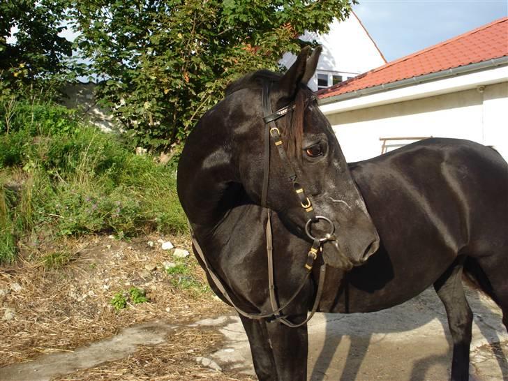 Anden særlig race Monique. Passer ikke mere - Søde dig billede 15