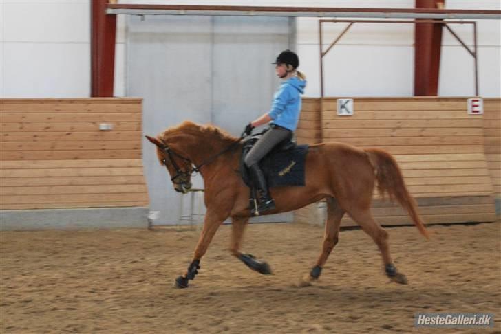 Anden særlig race Sweet Sunshine EFTERLYSES - dressur på centeret d. 6/5-09 billede 4