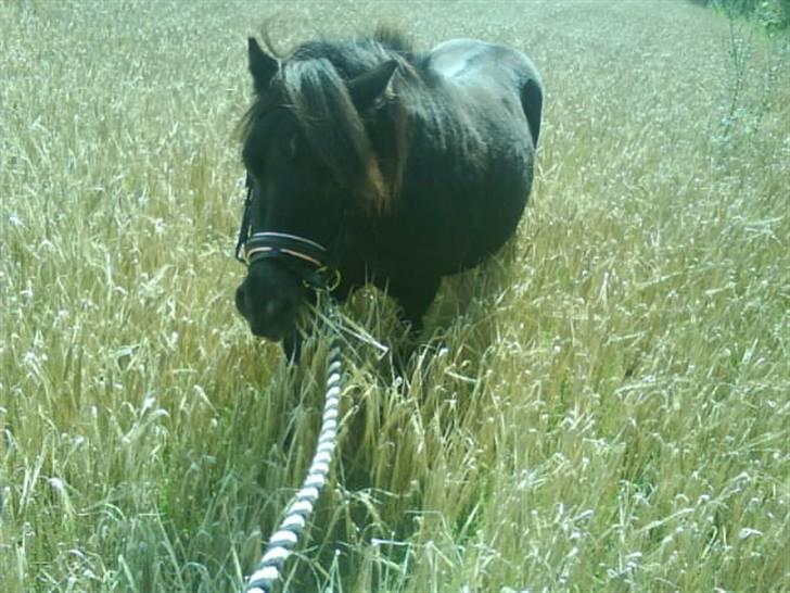 Shetlænder |LYSHOLM SOFUS|<3  solgt. - Sofus sommer 2008´ <3 billede 2