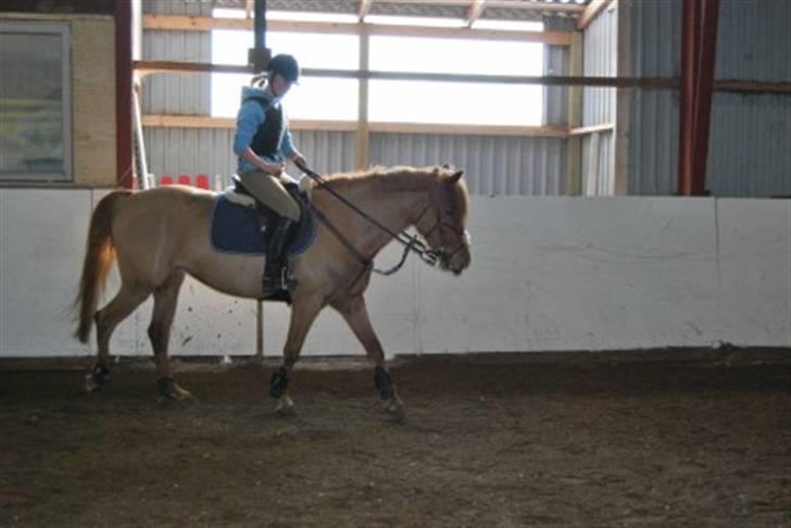 Anden særlig race Sweet Sunshine EFTERLYSES - mig og Sunshine ved at skridte af :) billede 5