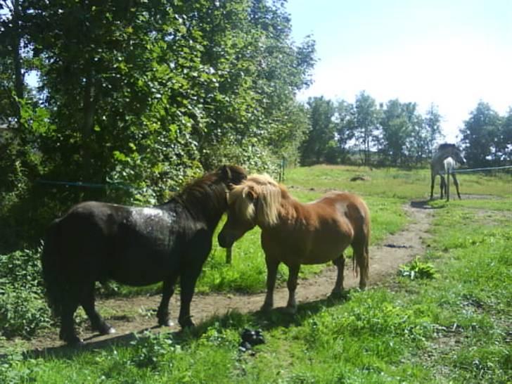 Shetlænder |LYSHOLM SOFUS|<3  solgt. - nuser! :D billede 4