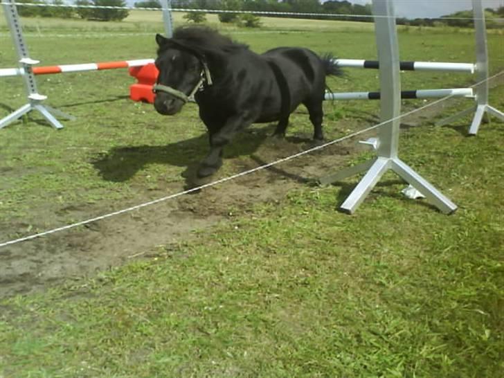 Shetlænder |LYSHOLM SOFUS|<3  solgt. - Sofus springer 1 meter :B billede 5