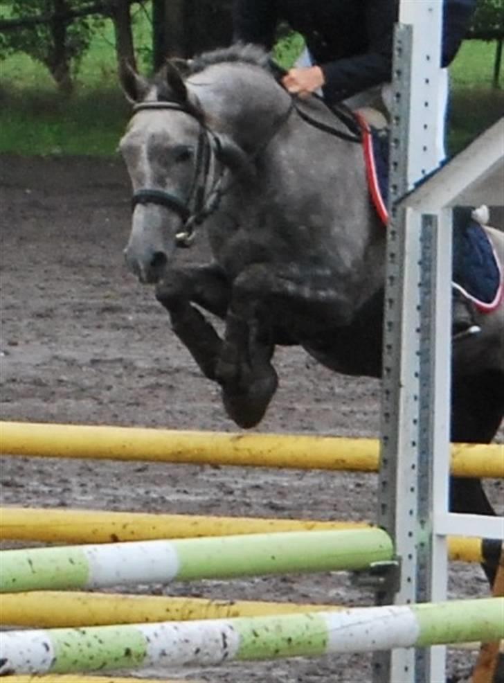 Arabisk fuldblod (OX) Kahfaz R.I.P - NibeCup 2008 billede 7