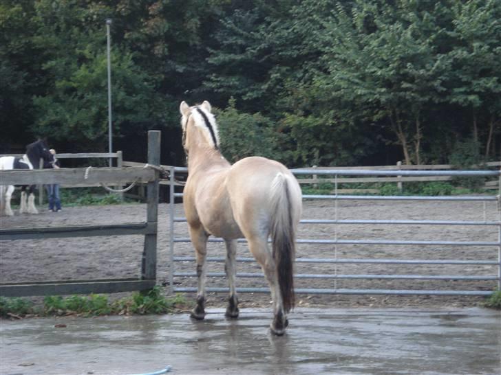 Fjordhest Bamse *RIP* - Uuuuh... Der er en hest på banen :O billede 8
