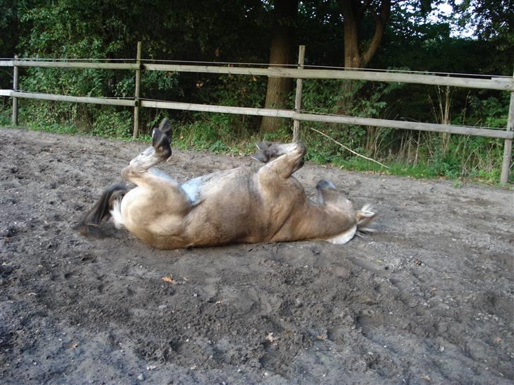 Fjordhest Bamse *RIP* - Rulle rulle rulle... man var i bad... også fik man fri... man kan åbentbart ikke klarer at være ren xD billede 9