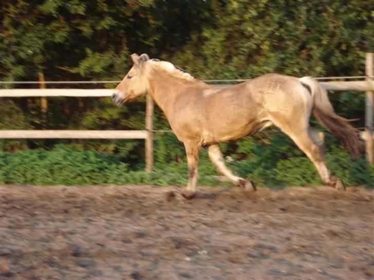 Fjordhest Bamse *RIP* - Galop på Banen med skidtet hængende efter sig xD dejlig form han er i xD billede 10