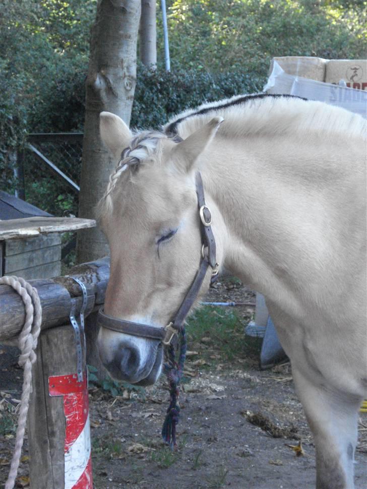 Fjordhest Bamse *RIP* - vi er vist lidt trætte her i dag billede 11