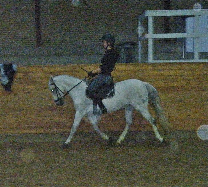 Hollandsk Sportspony Jackie (JARKA iflg pas)  - Træning d.18-10-10 med mig - hendes dejlige trav (: billede 6