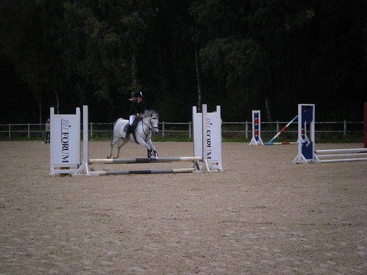 Hollandsk Sportspony Jackie (JARKA iflg pas)  - LE i herning :D  billede 8