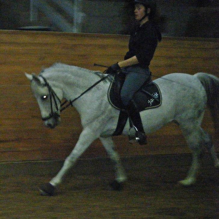 Hollandsk Sportspony Jackie (JARKA iflg pas)  - Træning d.18-10-10 med mig - taget i Galop (: billede 9
