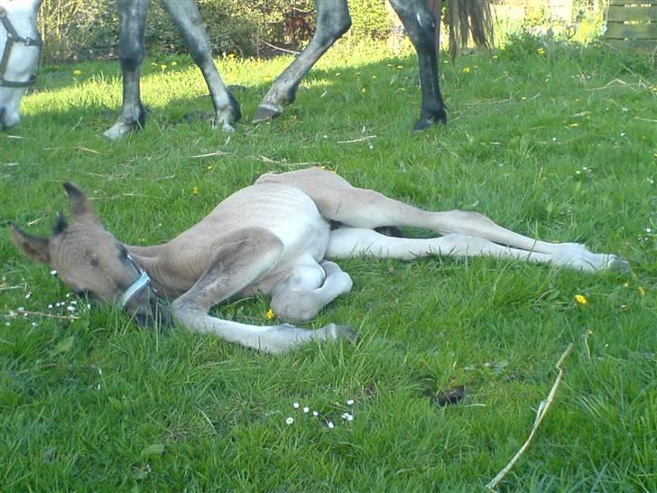 DSP Karlos - Karlos et par dage gammel. billede 2