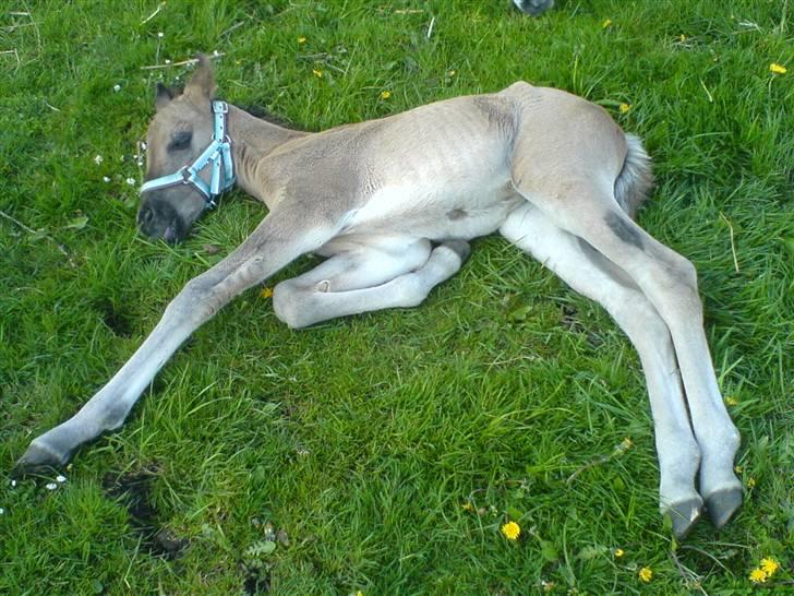 DSP Karlos - Karlos et par dage gammel, han har en sort plet på venstre lår. billede 3