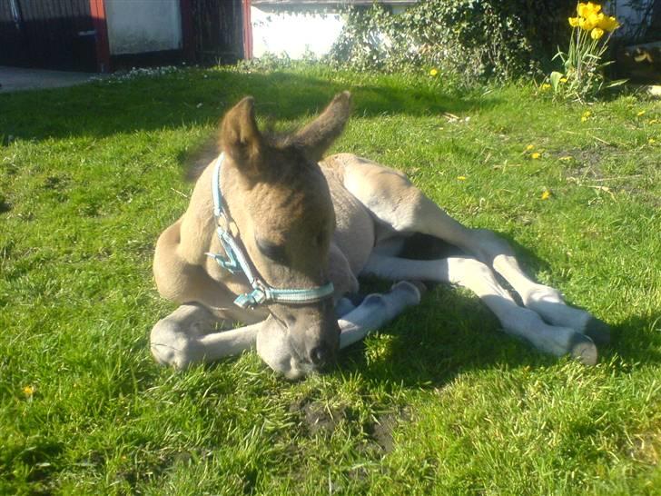 DSP Karlos - Karlos ligger og nyder solen. billede 4