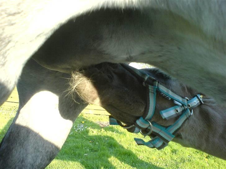 DSP Karlos - Karlos er meget sulten.... billede 5