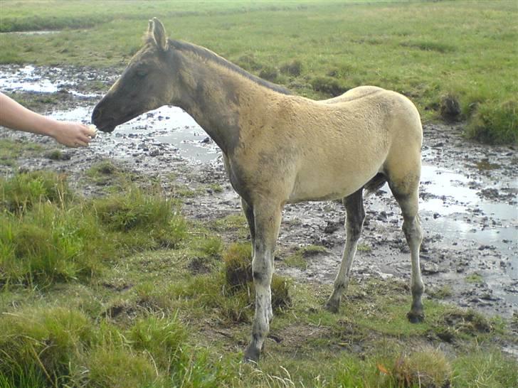 DSP Karlos - Karlos som nu har skiftet farve i hovedet. billede 6