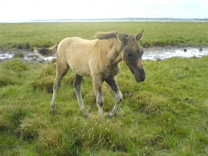 DSP Karlos - Karlos som nu har skiftet farve i hovedet. billede 7