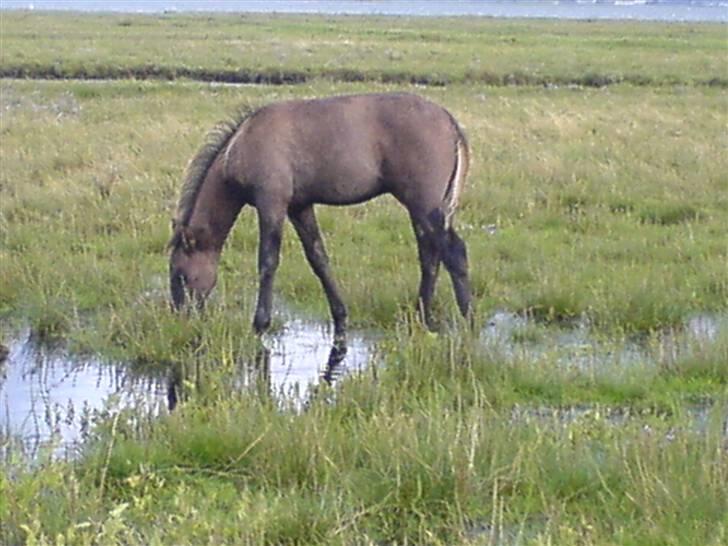 DSP Karlos - Karlos ved et af vandhullerne. billede 10
