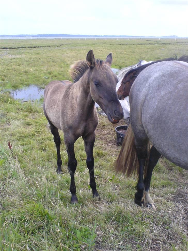 DSP Karlos - Karlos med den farve han har lige nu. billede 11