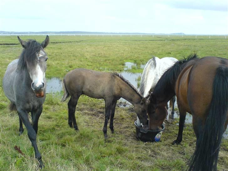 DSP Karlos - Karlos sammen med flokken, de står med hovedet i baljen med mineraler. billede 12