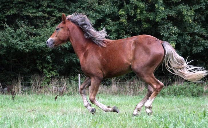 New Forest Skovlundegårds Honney - Honney 1,5 år gammel på sommerfolden billede 13
