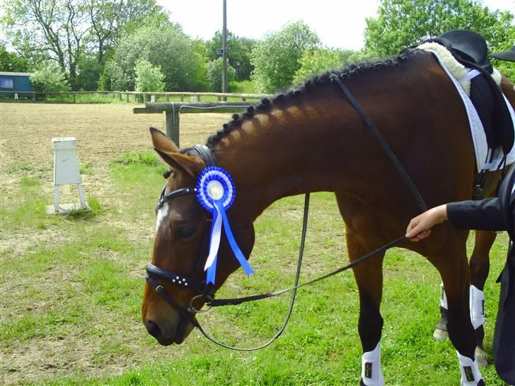 Dansk Varmblod Estepona Kærlund *R.I.P* billede 20