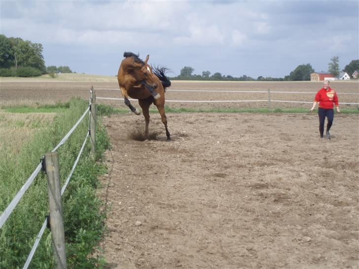 Dansk Varmblod My Lightfoot Lime R.I.P Himmelhest billede 1