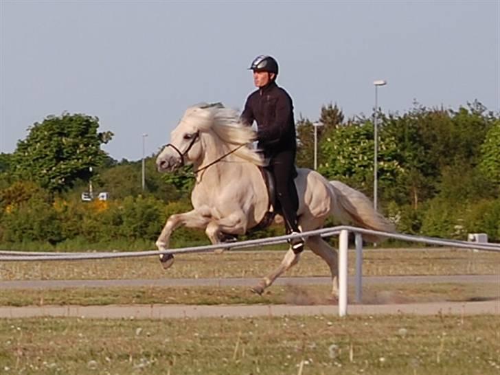 Islænder kraftur Von Winkelsett - Kraftur´s kåring 2008, Galop billede 2