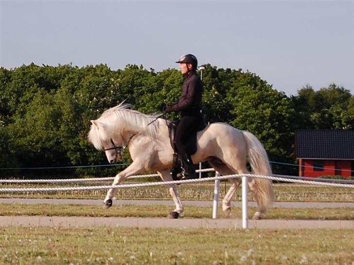 Islænder kraftur Von Winkelsett - Kraftur´s kåring 2008, Trav billede 3