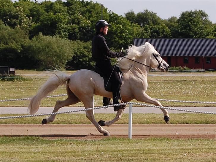 Islænder kraftur Von Winkelsett - Kraftur´s kåring 2008, Pas billede 4