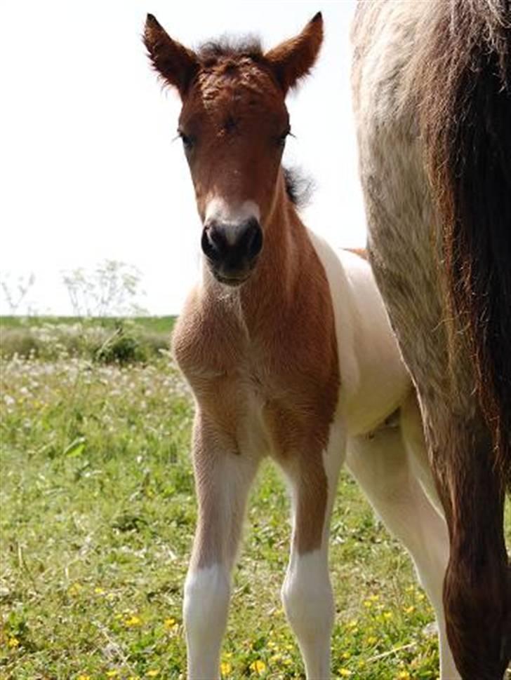 Islænder Kapall fra Kalstrup - Kapall.. Hallo-hallo.. billede 3