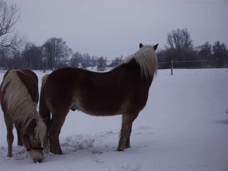 Haflinger stay billede 2