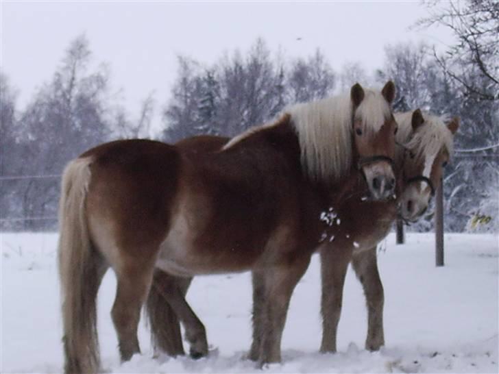 Haflinger stay billede 3