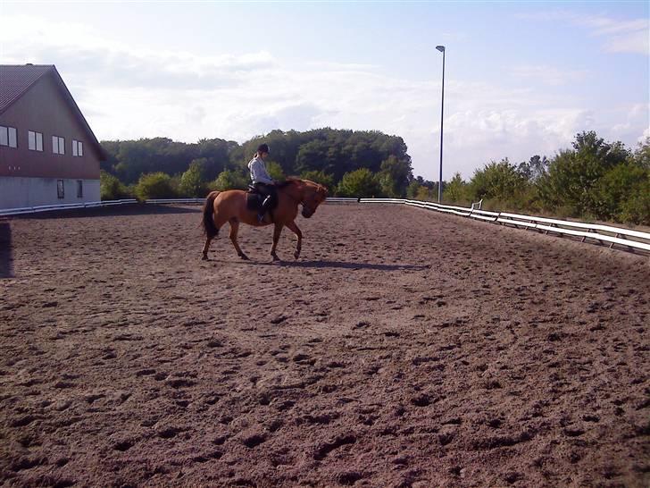 Anden særlig race Julius: red - Lille julle rider så fint<3 elsker dig min  billede 14