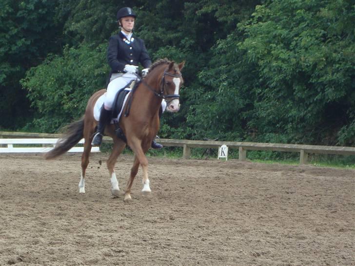 Welsh Pony (sec B) Låddenhøjs Swingboy SOLGT - Ida og swing til ponyuge 09 billede 18