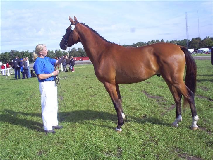 Anden særlig race Kamstrups Barcardi - barcardi st hestedag 08, ved at være voksen dreng! 9 i helhed og 9 i mønstring! billede 10