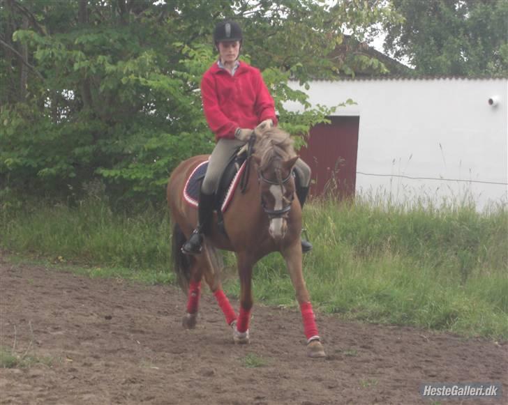 Welsh Pony (sec B) Låddenhøjs Swingboy SOLGT - gammelt. men sødt! billede 19