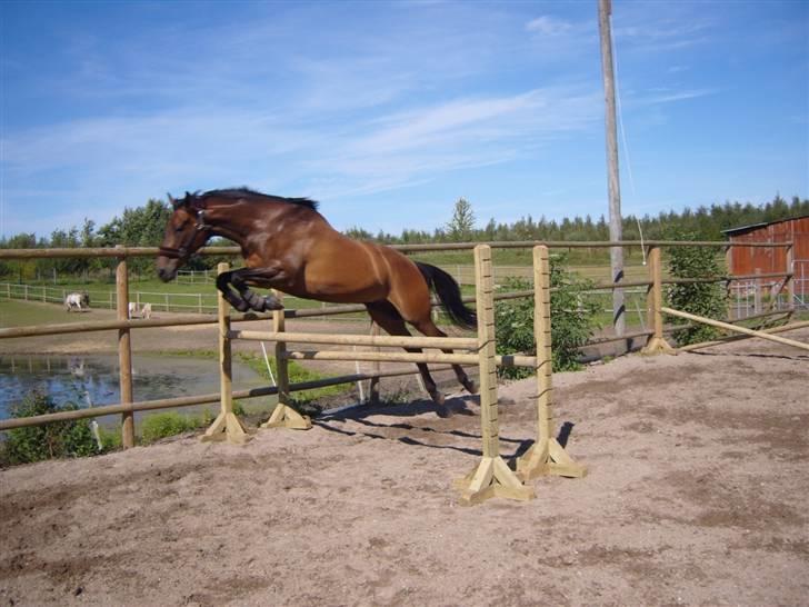 Fuldblod (XX) Matthæus - Løsspringning hos Maj-britt Carter under hans ophold der. billede 12