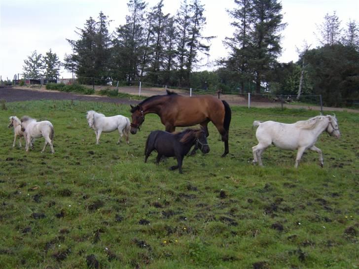 Fuldblod (XX) Matthæus - Hvem ska man lege med? billede 13