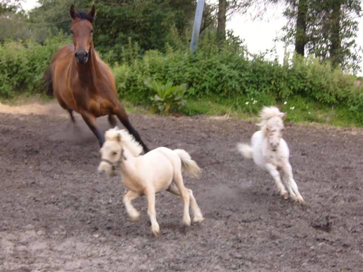 Fuldblod (XX) Matthæus - Ups..... burde det ikke havde været mig der kom først i mål?? billede 14
