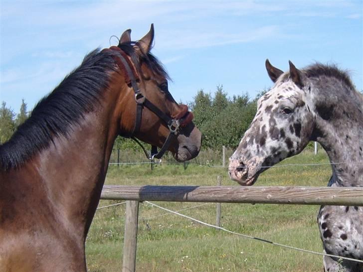 Fuldblod (XX) Matthæus - Matthæus og Thunder Boy. Der er 23 år imellem dem!! billede 15