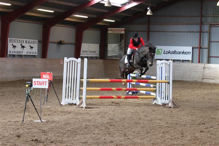 Anden særlig race Bailey - Stævne her i LA 2010 billede 9