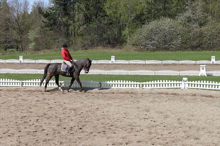 Anden særlig race Bailey - Går rigtig fint i dressur 2010 billede 10
