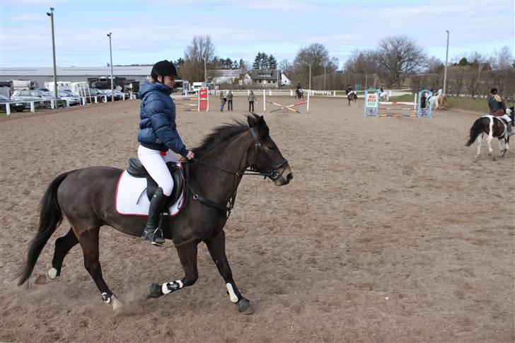 Anden særlig race Bailey - Stævne ;) 2010 billede 11