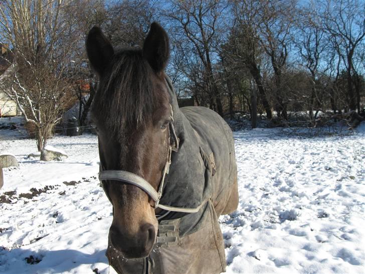 Anden særlig race Bailey - Bailey i sneen <33  billede 12